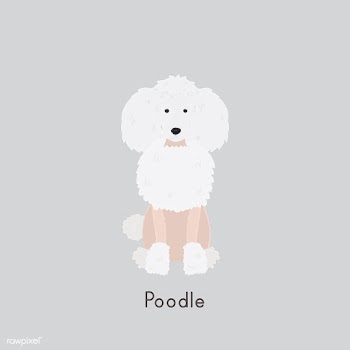 Cute illustration of a poodle dog | Free stock vector - 60435