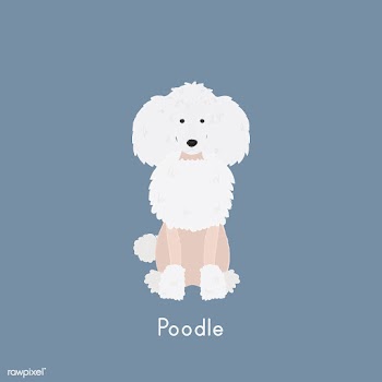Cute illustration of a poodle dog | Free stock vector - 60452