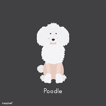 Cute illustration of a poodle dog | Free stock vector - 60461