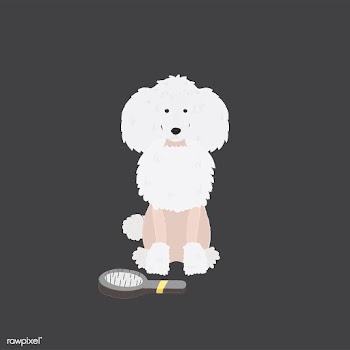 Cute illustration of a poodle dog | Free stock vector - 60587