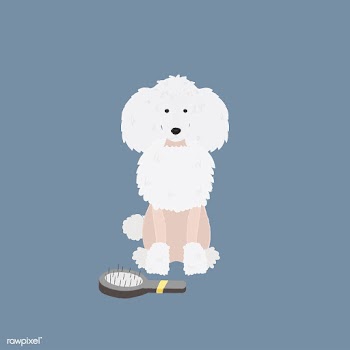 Cute illustration of a poodle dog | Free stock vector - 60653
