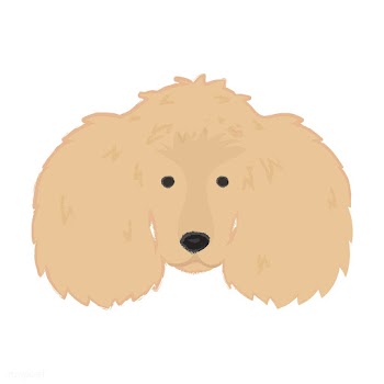 Cute illustration of a poodle dog | Free stock vector - 60726