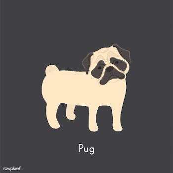 Cute illustration of a pug dog | Free stock vector - 60427
