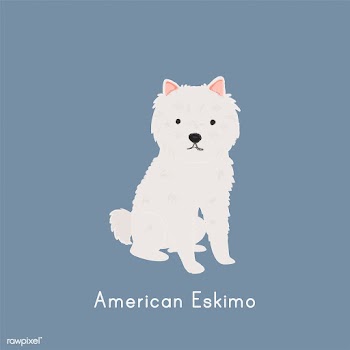 Cute illustration of an american eskimo dog | Free stock vector - 60414