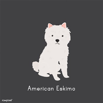 Cute illustration of an american eskimo dog | Free stock vector - 60423