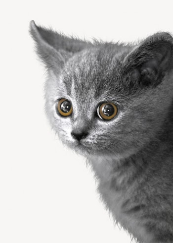 Cute kitten, animal collage element | Free PSD - rawpixel