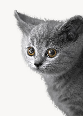 Cute kitten, isolated on white | Free Photo - rawpixel