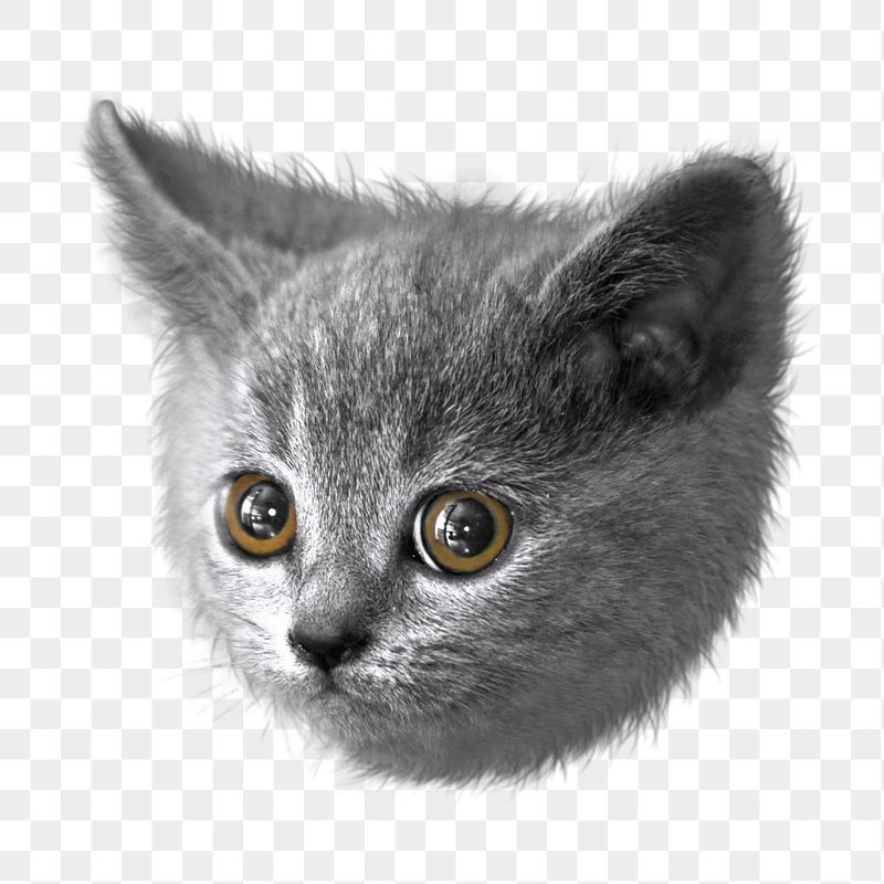 Cute kitten png sticker, transparent | Free PNG - rawpixel