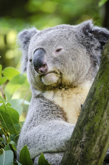 Cute koala bear, Australian animal. | Free Photo - rawpixel