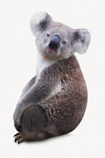Cute koala isolated on white, | Free PSD - rawpixel
