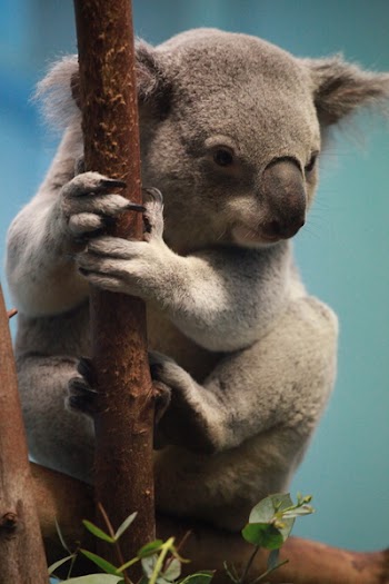 cute_koala.jpg