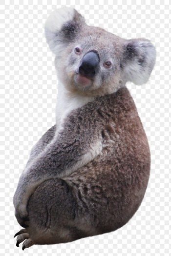 Cute koala png clipart, wildlife, | Free PNG - rawpixel