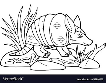 cute little armadillo