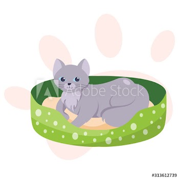Cute little cat lying in cat bed