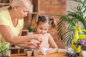 Cute little girl with grandmother  setting seeds in pots at home