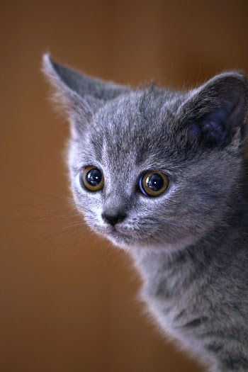 Cute little kitten image, free | Free Photo - rawpixel