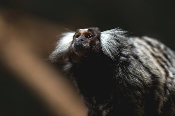 Cute Monkey Marmoset