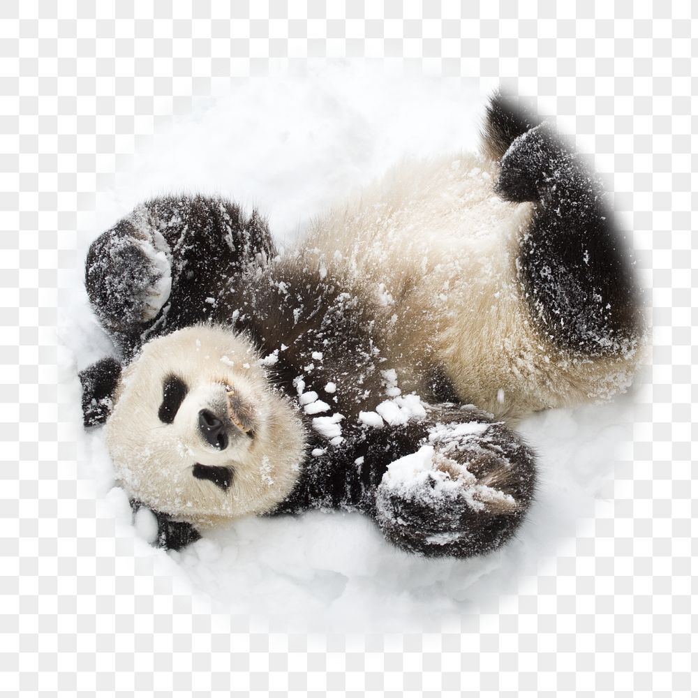 Cute panda png in snow | Free PNG - rawpixel