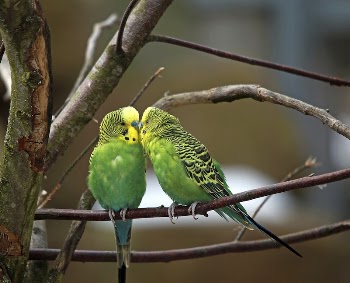 Cute parakeet pet bird. Free | Free Photo - rawpixel