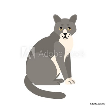 Cute pensive grey cat isolated on white background