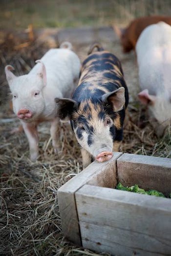 Cute Piglets On A Farm