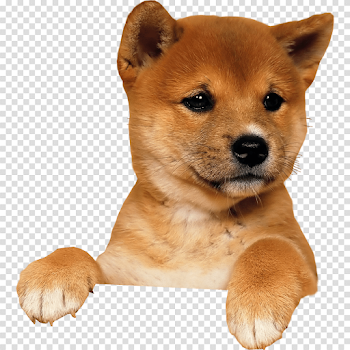 Cute puppy climbing transparent background
