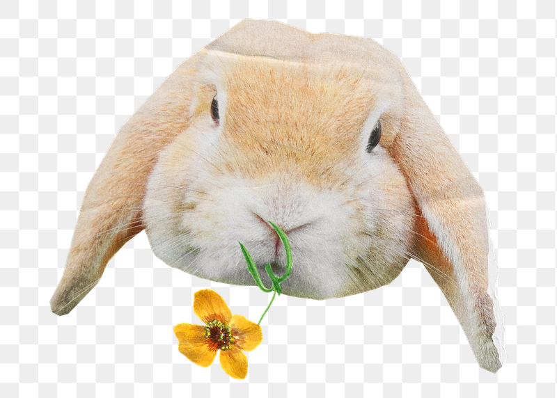 Cute rabbit png sticker, flower | Free PNG - rawpixel