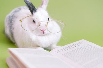 Cute Rabbit With Eyeglasses