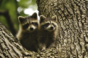Cute raccoons, animal background. Original | Free Photo - rawpixel
