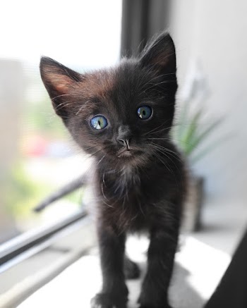 Cute Short-fur Black Kitten With Blue Eyes
