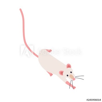 Cute sneaking fancy rat