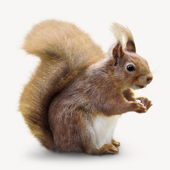 Cute  squirrel isolated on white, | Free PSD - rawpixel