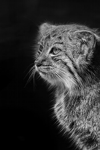 Cute striped cat, free public | Free Photo - rawpixel