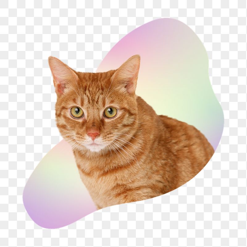 Cute tabby cat png, transparent | Free PNG - rawpixel