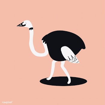 Cute wild common ostrich cartoon illustration | Free stock vector - 477013