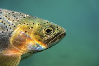 Cutthroat Trout. Original public domain | Free Photo - rawpixel