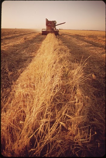 Cutting barley in the Imperial | Free Photo - rawpixel