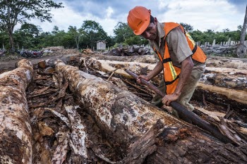 Cutting mahogany wood in Carmelita, | Free Photo - rawpixel