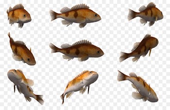 Cuttlefish Marine biology 3D computer graphics - 3d fish 