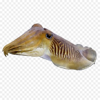 Cuttlefishes Squid Fauna -  