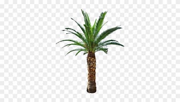 Cycad - Palm Tree Png