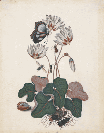 Cyclamen (cf. Cyclamen L.) and | Free Photo - rawpixel