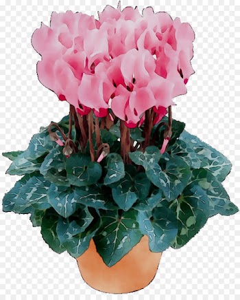 Cyclamen Dahlia Garden Cut flowers Houseplant -  