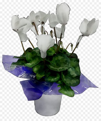 Cyclamen Floral design Cut flowers Flower bouquet -  