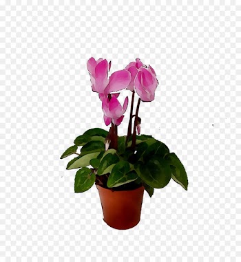 Cyclamen Moth orchids Flowerpot Houseplant Cut flowers -  