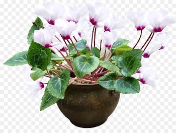 Cyclamen persicum Portable Network Graphics Cyclamen purpurascens Growing Cyclamen Ivy-leaved cyclamen - cyclamen ecommerce 