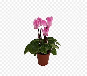 Cyclamen Purpurascens, Plants, Eastern Sowbread, Flower, Flowering Plant PNG