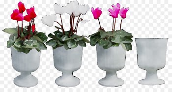 Cyclamen Vase Floral design Cut flowers -  