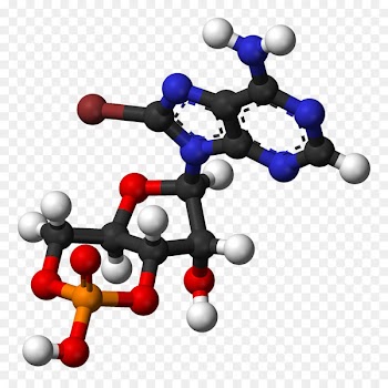 Cyclic adenosine monophosphate Adenosine triphosphate Nucleic acid -  