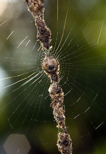 Cyclosa sp. The web of a trashline | Free Photo - rawpixel